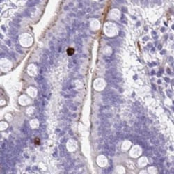 LCN15 Antibody, Novus Biologicals:Antibodies:Primary Antibodies