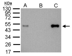 LDB1 Antibody, Novus Biologicals 0.1mL; Unlabeled:Antibodies, Polyclonal