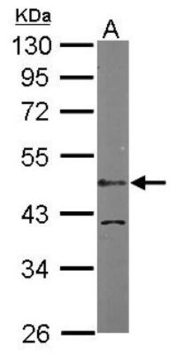 LDB1 Antibody, Novus Biologicals 0.1mL; Unlabeled:Antibodies, Polyclonal