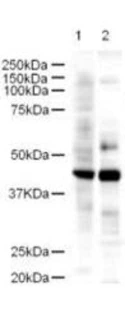 LDB2 Antibody, Novus Biologicals 0.1mg; Unlabeled:Antibodies, Polyclonal