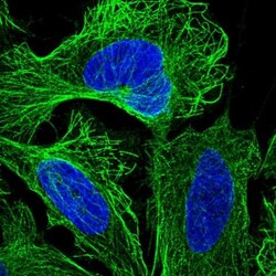 LEKR1 Antibody, Novus Biologicals 0.1mL; Unlabeled:Antibodies, Polyclonal