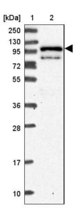 LEKR1 Antibody, Novus Biologicals 0.1mL; Unlabeled:Antibodies, Polyclonal