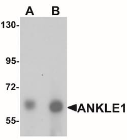 LEM3 Antibody - BSA Free, Novus Biologicals:Antibodies:Primary Antibodies