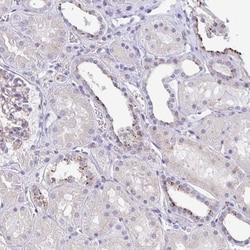 LENG9 Antibody, Novus Biologicals:Antibodies:Primary Antibodies