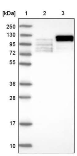 LEO1 Antibody, Novus Biologicals 0.1mL; Unlabeled:Antibodies, Polyclonal