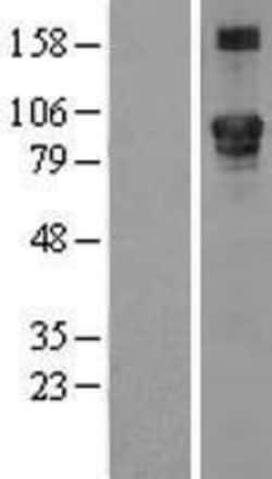 Novus Biologicals&trade;&nbsp;LEPRE1 Overexpression Lysate