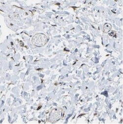 LEPRE1 Antibody, Novus Biologicals:Antibodies:Primary Antibodies