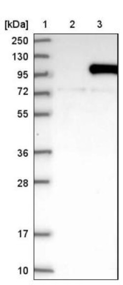 LEPRE1 Antibody, Novus Biologicals:Antibodies:Primary Antibodies