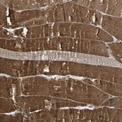 LEPREL1 Antibody, Novus Biologicals:Antibodies:Primary Antibodies