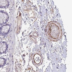 LEPROTL1 Antibody, Novus Biologicals 0.1mL; Unlabeled:Antibodies, Polyclonal