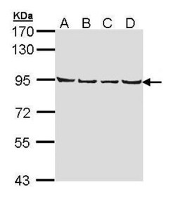 LETM1 Antibody, Novus Biologicals 100 ul; Unconjugated:Antibodies, Polyclonal