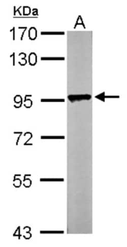 LETM1 Antibody, Novus Biologicals 100 ul; Unconjugated:Antibodies, Polyclonal