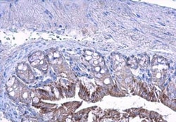 LETM1 Antibody, Novus Biologicals 100 ul; Unconjugated:Antibodies, Polyclonal