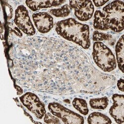 LETM1 Antibody, Novus Biologicals:Antibodies:Primary Antibodies