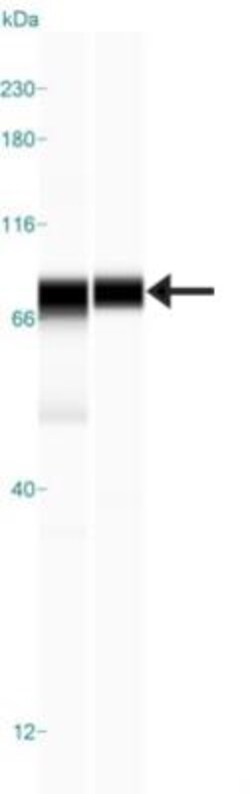 LETM1 Antibody, Novus Biologicals:Antibodies:Primary Antibodies