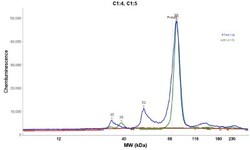 LETM1 Antibody, Novus Biologicals:Antibodies:Primary Antibodies