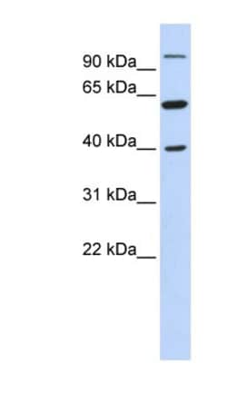 LETM2 Antibody, Novus Biologicals:Antibodies:Primary Antibodies
