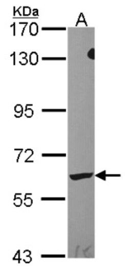 Leukotriene A4 Hydrolase/LTA4H Antibody, Novus Biologicals 0.1mL; Unlabeled:Antibodies,