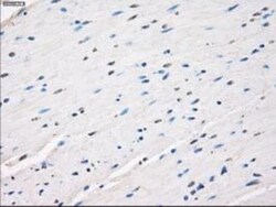 Leukotriene A4 Hydrolase/LTA4H Antibody (OTI1E9), Novus Biologicals 0.1mL;