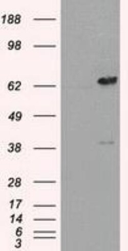 Leukotriene A4 Hydrolase/LTA4H Antibody (OTI1E9), Novus Biologicals 0.1mL;