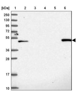 Leupaxin Antibody, Novus Biologicals 0.1mL; Unlabeled:Antibodies, Polyclonal