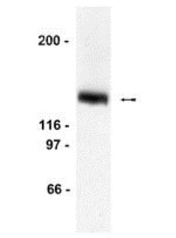 LexA DNA Binding Region Antibody, Novus Biologicals 0.05mg; Unlabeled:Antibodies,