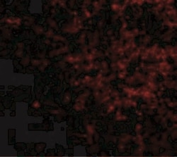 LGI2 Antibody - BSA Free, Novus Biologicals 0.025 mg, Unconjugated:Antibodies,