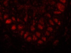 Lgr5/GPR49 Antibody - BSA Free, Novus Biologicals 0.1mL; Unlabeled:Antibodies,