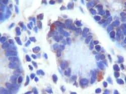 Lgr5/GPR49 Antibody - BSA Free, Novus Biologicals 0.1mL; Unlabeled:Antibodies,