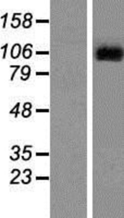 Novus Biologicals™ Lgr6 Overexpression Lysate