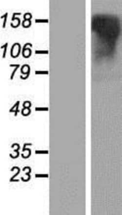 Novus Biologicals™ Lgr6 Overexpression Lysate