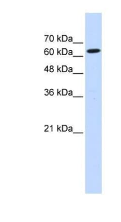 LGTN Antibody, Novus Biologicals 100μL; Unlabeled:Antibodies, Polyclonal