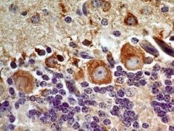 LIF Antibody (39N7D10) - BSA Free, Novus Biologicals 0.025 mg | Buy Online | Novus Biologicals | Fisher Scientific