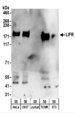 LIFR alpha Antibody, Novus Biologicals 0.1mg; Unlabeled:Antibodies, Polyclonal