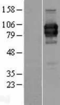 Novus Biologicals&trade;&nbsp;ILT1/CD85h/LILRA2 Overexpression Lysate