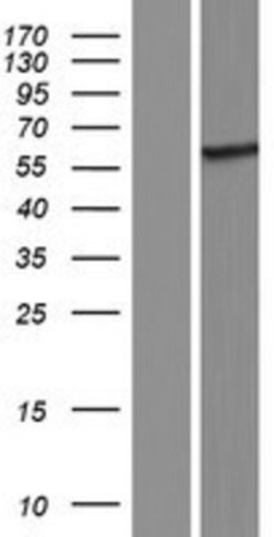 Novus Biologicals&trade;&nbsp;LIR-8/CD85c/LILRB5 Overexpression Lysate