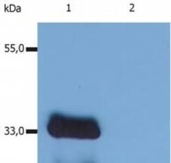 LIME Antibody (LIME-10) - BSA Free, Novus Biologicals 0.1mg; Unlabeled:Antibodies,