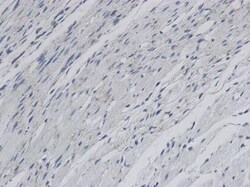 LIMPII/SR-B2 Antibody, Novus Biologicals:Antibodies:Primary Antibodies