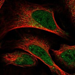 LIN10 Antibody, Novus Biologicals:Antibodies:Primary Antibodies