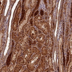 LIN10 Antibody, Novus Biologicals:Antibodies:Primary Antibodies