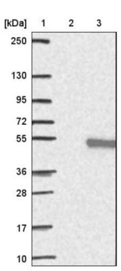 LIN10 Antibody, Novus Biologicals:Antibodies:Primary Antibodies