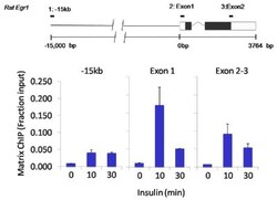 LIN-28A Antibody (14E6-4E6), Novus Biologicals 0.025 mg, Unconjugated:Antibodies,