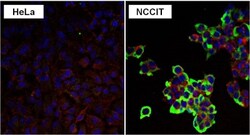 LIN-28A Antibody (14E6-4E6), Novus Biologicals 0.025 mg, Unconjugated:Antibodies,