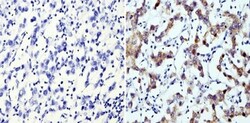 LIN-28A Antibody (14E6-4E6), Novus Biologicals:Antibodies:Primary Antibodies