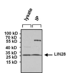 LIN-28A Antibody (14E6-4E6), Novus Biologicals 0.025 mg, Unconjugated:Antibodies,