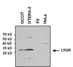 LIN-28A Antibody (14E6-4E6), Novus Biologicals 0.025 mg, Unconjugated:Antibodies,