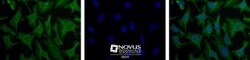 LIN-28A Antibody, Novus Biologicals 0.1mL; Unlabeled:Antibodies, Polyclonal