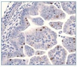 LIN-28A Antibody, Novus Biologicals 0.1mL; Unlabeled:Antibodies, Polyclonal
