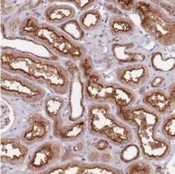 LIN37 Antibody, Novus Biologicals 0.1mL; Unlabeled:Antibodies, Polyclonal