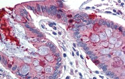 LIN7C Antibody, Novus Biologicals 0.05mg; Unlabeled:Antibodies, Polyclonal